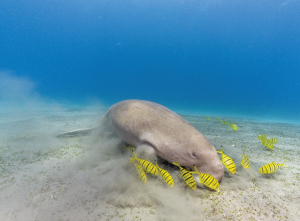 THe Dugong