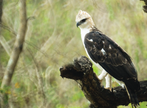 The Flores Eagle (Elang Flores)