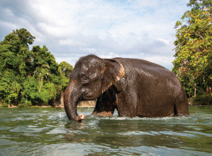 The Sumatran Elephant. (Gajah Sumatera)