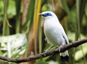 The Bali Starling (Jalak Bali)