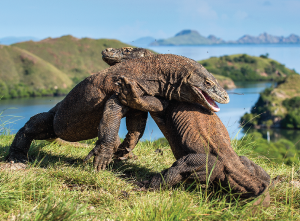The Komodo Dragon (Komodo)