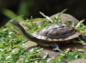 The Rote - Necked Turtle (Kura Kura LEher Ular)