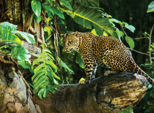 The Javan Leopard (Macan Tutul)