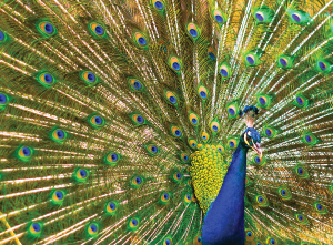 The Green Peacock (Burung Merak Hijau)